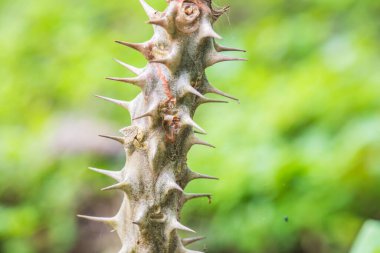 Euphorbia Milii, Tayland Dikeni.