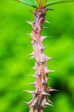 Euphorbia Milii, Tayland Dikeni.