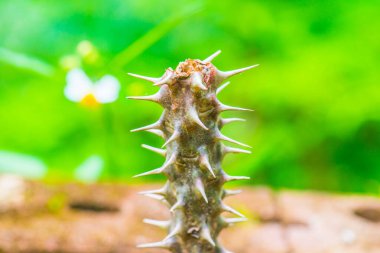 Euphorbia Milii, Tayland Dikeni.