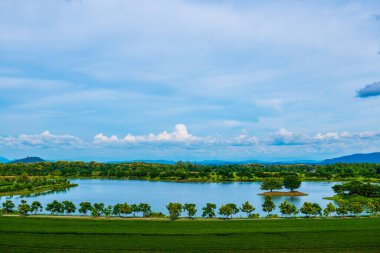 Tayland 'ın Chiang Rai bölgesindeki çay tarlası..