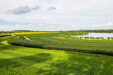 Tayland 'ın Chiang Rai bölgesindeki çay tarlası..