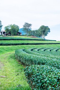 Tayland, Tayland 'da çay çiftliği.