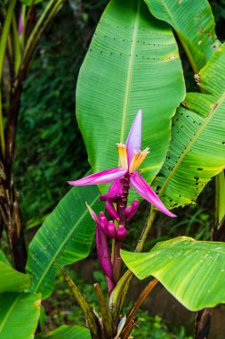 Parkta muz çiçeği, Tayland.