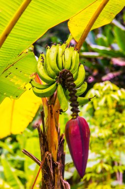 Pisang Ambon Muz Ağaç, Tayland.