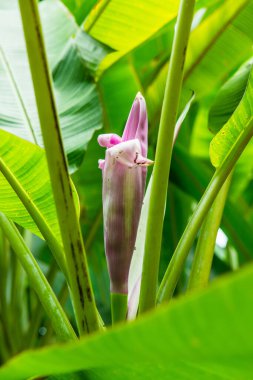 Ağaçta güzel bir muz çiçeği, Tayland.