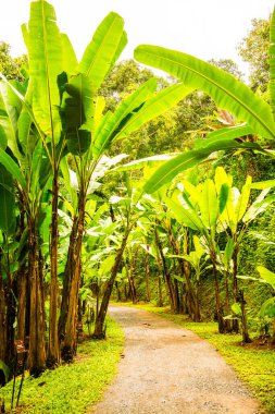 Muz bahçesinde küçük bir yol, Tayland.