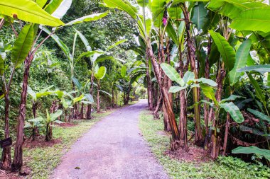 Muz bahçesinde küçük bir yol, Tayland.