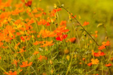 Sarı cosmos Çiçek bahçesinde, Tayland.
