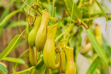 Ağaç, Tayland 'da Atıcı Bitkisi veya Maymun Kupası.