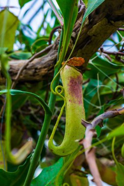 Ağaç, Tayland 'da Atıcı Bitkisi veya Maymun Kupası.