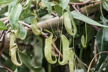 Ağaç, Tayland 'da Atıcı Bitkisi veya Maymun Kupası.