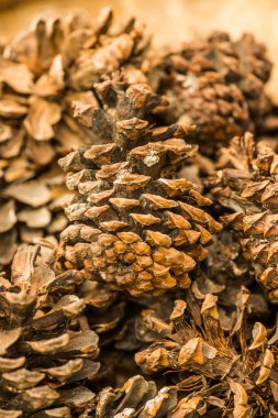Bitki için çam kozalakları, Tayland.