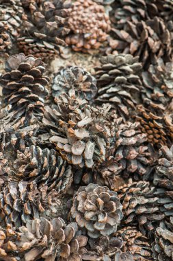 Bitki için çam kozalakları, Tayland.