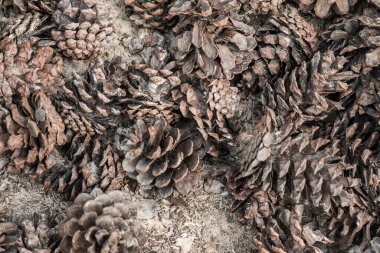 Bitki için çam kozalakları, Tayland.