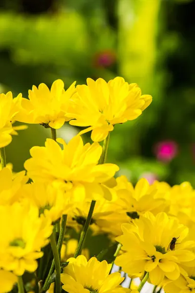 Closeup Yellow Flower Thailand — Stock Photo, Image