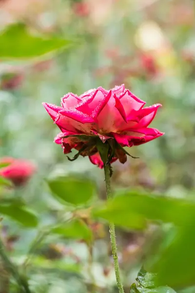 Rosa Vermelha Com Fundo Natural Tailândia — Fotografia de Stock