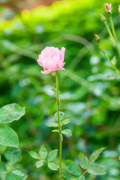 Rosa Rosa Con Fondo Natural Tailandia —  Fotos de Stock