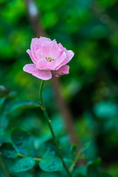 Roze Roos Met Natuurlijke Achtergrond Thailand — Stockfoto