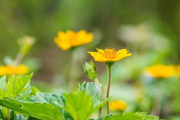 Pequena Flor Amarela Natureza Tailândia — Fotografia de Stock