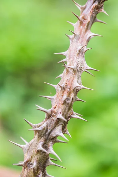 Αγκάθι Του Euphorbia Milii Ταϊλάνδη — Φωτογραφία Αρχείου