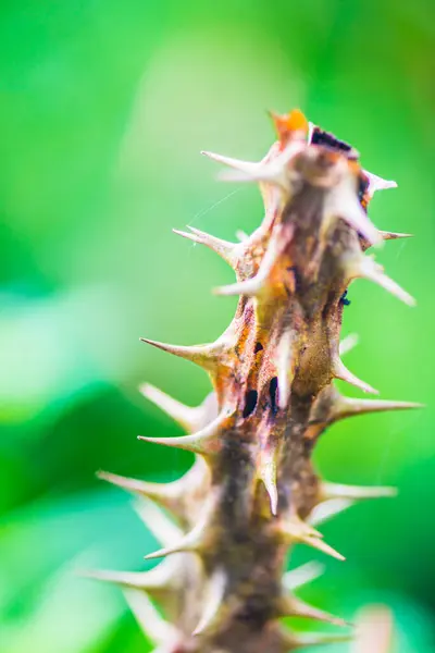 Cierń Euphorbia Milii Tajlandia — Zdjęcie stockowe