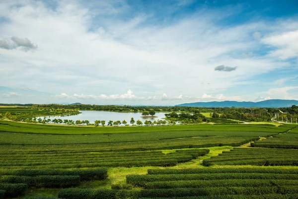Плантація Чаю Провінції Чіанг Рай Таїланд — стокове фото