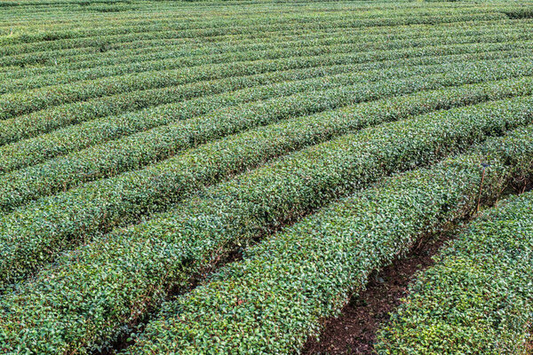 Чайная плантация в провинции Чианграй, Таиланд.