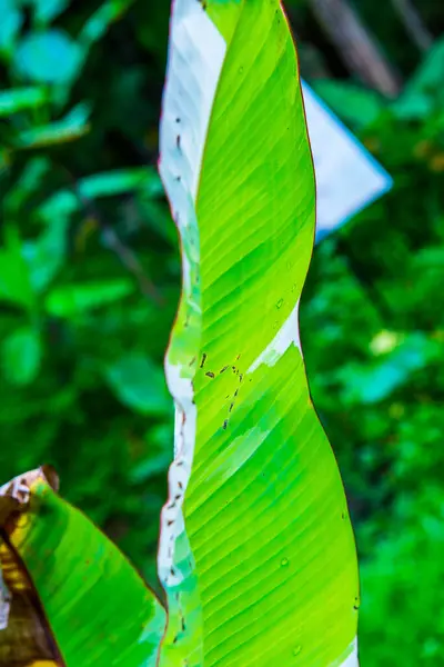 Banánový List Přírodě Thajsko — Stock fotografie