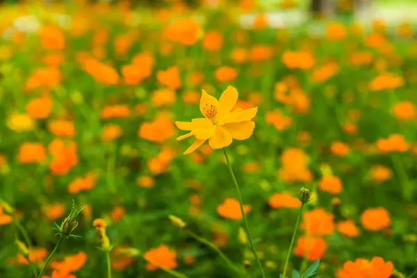 Fiore Cosmo Giallo Giardino Thailandia — Foto Stock