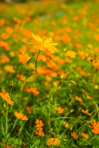 Gula Kosmos Blomma Trädgården Thailand — Stockfoto