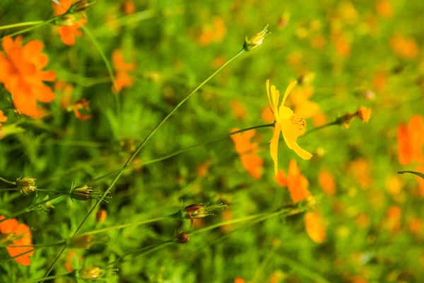 Gelbe Kosmos Blume Garten Thailand — Stockfoto