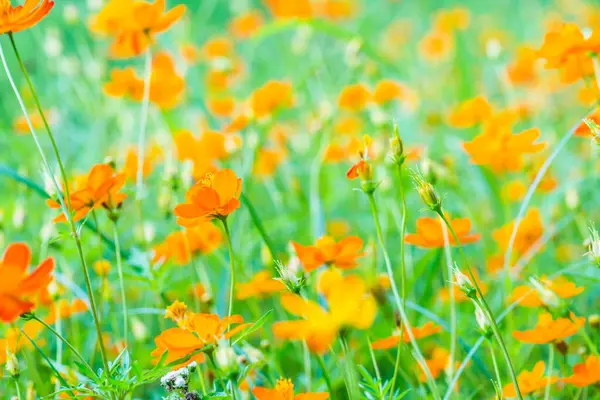 Flor Amarilla Del Cosmos Jardín Tailandia —  Fotos de Stock