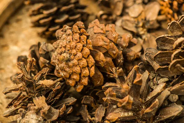 Pine Cones Herb Thailand — Stock Photo, Image