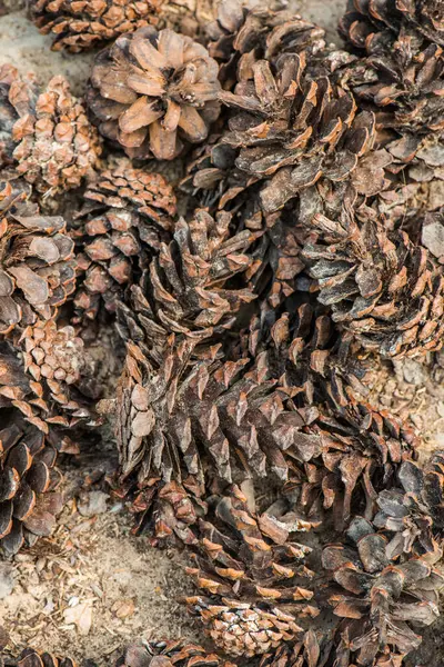 Cones Pinheiro Para Ervas Tailândia — Fotografia de Stock