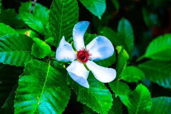 Bílá Květina Parku Thajsko — Stock fotografie