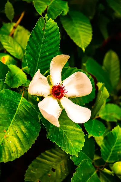 White Flower Park Thailand — Stock Photo, Image