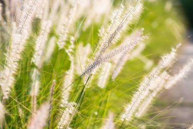 Doğal arka planı olan çim çiçeği, Tayland.