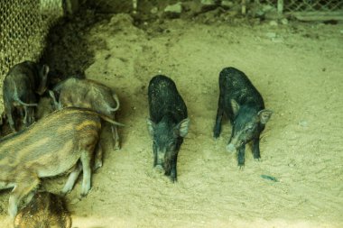 Çiftlikte yaban domuzu, Tayland.