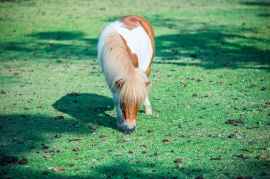 Tayland 'da yeşil çimlerin üzerinde cüce at.