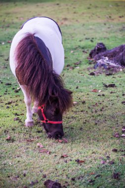 Tayland 'da yeşil çimlerin üzerinde cüce at.