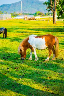 Tayland 'da yeşil çimlerin üzerinde cüce at.