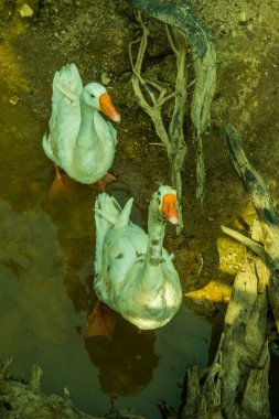 Bir grup ördek, Tayland.