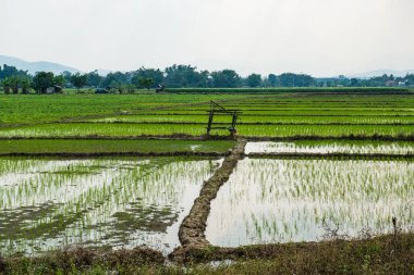 Tayland 'da pirinç tarlası.