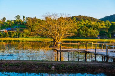 Gölde ağaç, güneş ışığı, Tayland.