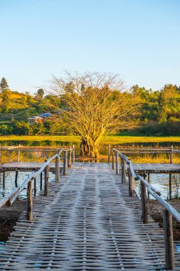 Gölde ağaç, güneş ışığı, Tayland.