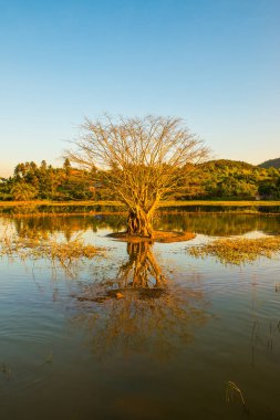 Gölde ağaç, güneş ışığı, Tayland.