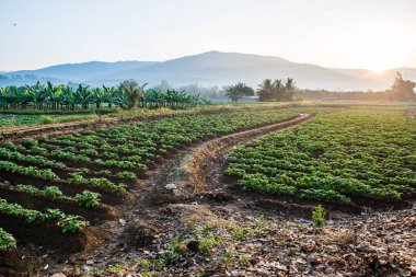 Tarım alanında sabah güneşi, Tayland.