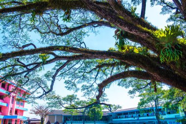 Tayland 'ın Chiangkham bölgesindeki güzel Jamjuree ağacı..