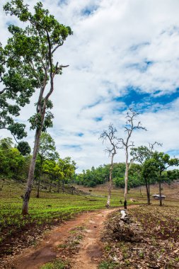 Tayland 'ın Chiangmai eyaletinde doğal manzara.