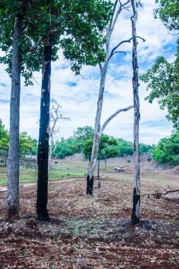 Tayland 'ın Chiangmai eyaletinde doğal manzara.